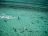 Noumea-01-06-09 027.jpg